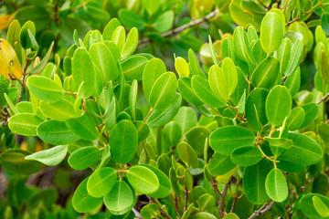 Red mangrove (Rhizophora mangle) leaves closeup - Anne Kolb / West Lake Park, Hollywood, Florida, USA