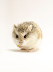 Roborovski hamster isolated on white background, looking to the viewer, food in hands.