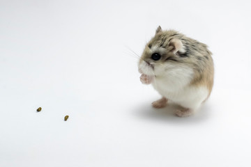 Roborovski hamster praying, isolated on white background, hands folded, foods in front of the hamster.