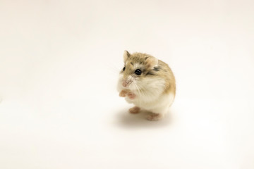 Roborovski hamster isolated on white background, hands touching.