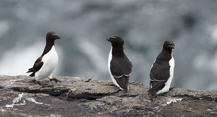 Razorbill on a cliff edge