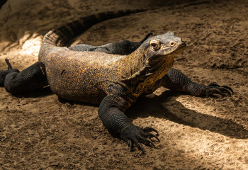 Obraz premium komodo dragon