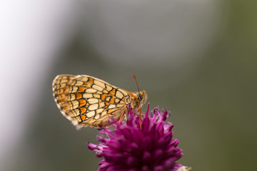 mariposa
