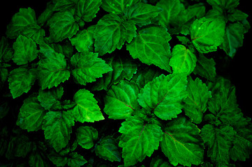Fototapeta na wymiar A lush healthy green patchouli plant is wet from being rained on making colors more intense. Scent is used for perfume, aromatherapy, and essential oils.