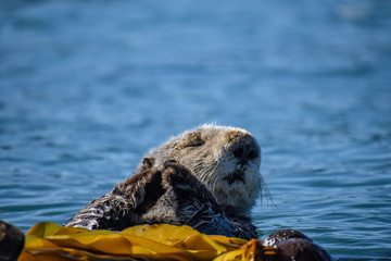 Thinking Otter