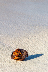 A coconut on a sandy beach, on the island of Barbados