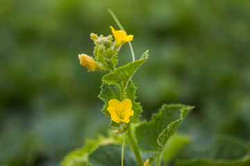 Flowers of Citrullus lanatus, watermelon growing in the garden. Future fruits. Green leaves on the stalk of a watermelon.