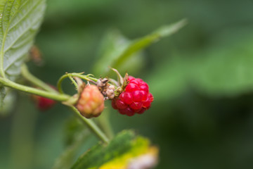 Ripe and unripe raspberry berries on bush. Fruit bushes. Industrial cultivation of raspberries. Vegetarian food.