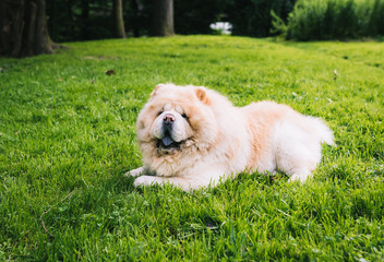 dog lying on the grass