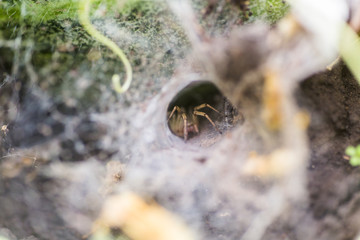Spider wove a web in the form of a tunnel. Spider on vegetable beds. Scary insect.