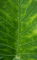 close-up of a Green leaf.