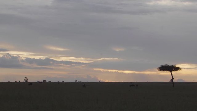 Maasai Mara national park wide shot view of the african savannah as the sun rises catching blue wildebeest grazing