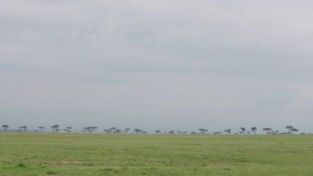 This overcast day of Mara Maasai national park does not over shadow its beauty of this Kenyan landscape lined with Acacia trees