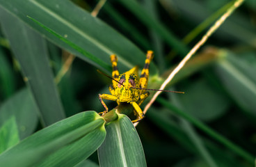 Closeup face of Shorthorned Grasshopper (Valanga nigricornis) sitting on tree with yellow sunlight in urban park