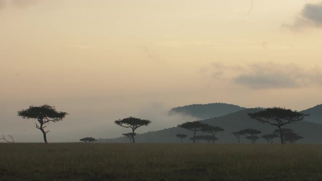 A closer look at the mist rising from the African savannah uncovering numerous acacia trees