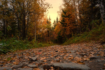 red leaves on the road in the autumn forest at sunset