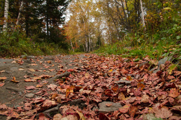 red leaves on the road in the autumn forest