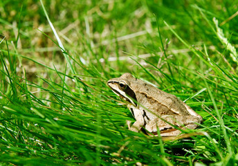 frog in the grass