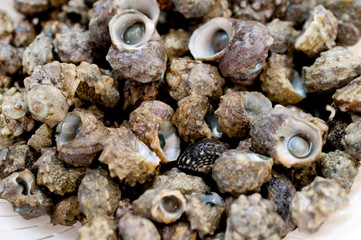 チンボーラー（カンギクガイ）