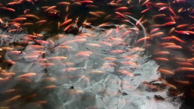 Fishes dancing moving everywhere (mojarra)