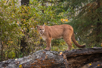 Cougar (Puma concolor) Stands on Log in Lightly Falling Snow