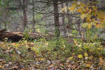 Obraz premium Bobcat (Lynx rufus) Camoflauged w jesiennym środowisku