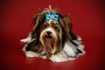 Biewer Yorkshire Terrier on colored backgrounds