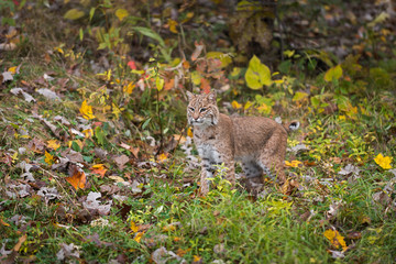 Obraz premium Bobcat (Lynx rufus) wyróżnia się spoglądając z jesiennego otoczenia