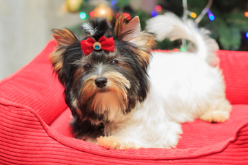 Biewer Yorkshire Terrier on colored backgrounds