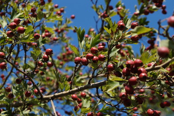 Bunch of berries on branch on sunny day
