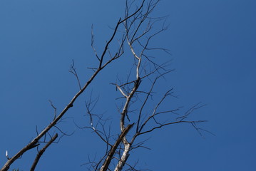 Dry trees rushing into the blue sky