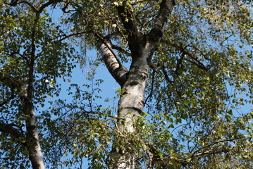 Fototapeta na wymiar Beautiful birch with green leaves on a sunny day against a blue sky