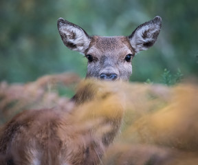 Red deer trying to hide