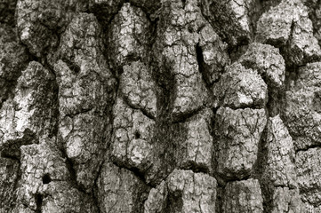 Gritty Think Treebark