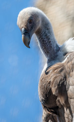 Griffon vulture