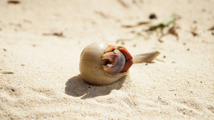 Hermit crab in the white sand of Bahia de las Aguilas Beach, Dominican Republic.