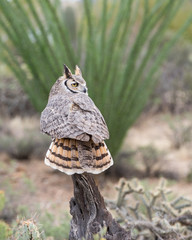 Great Horned Owl, Perched with his Back Turned