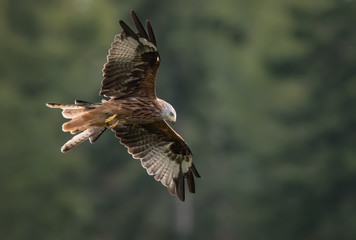 Red Kite