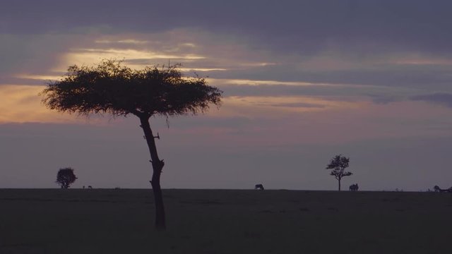 A stunning sunset in Mara Maasai national park casts its warm colours over blue wildebeest in the distance
