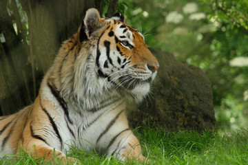 A side view of a tiger in a zoo