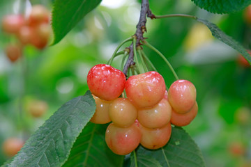 Mature large American cherry in an orchard