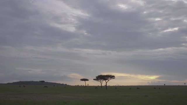 A wide shot of blue wildebeest running across the landscape of Maasai Mara national park