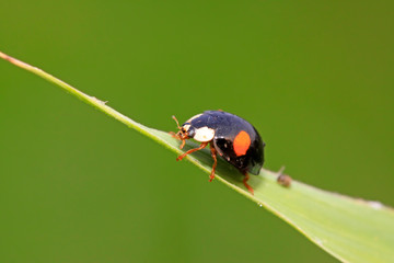 Ladybug