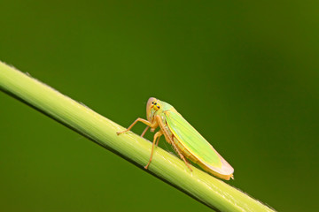 leafhopper