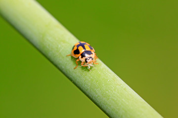 Ladybugs feed on aphids