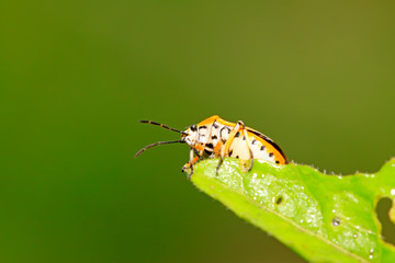stinkbug on green leaf
