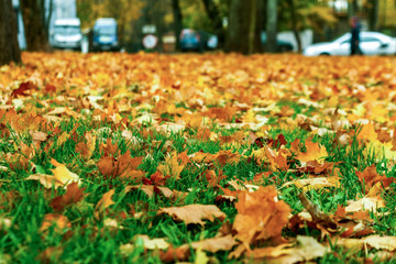 autumn foliage in the park