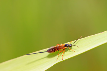 ichneumon wasp on green leaf in the wild