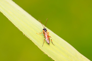 ichneumon wasp on green leaf in the wild