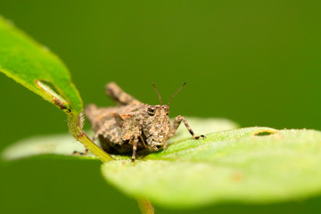 locust